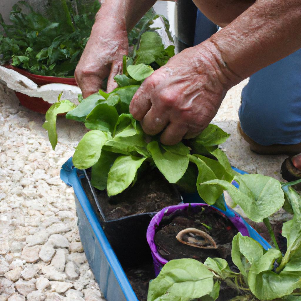 Person planting vegetables in containers
