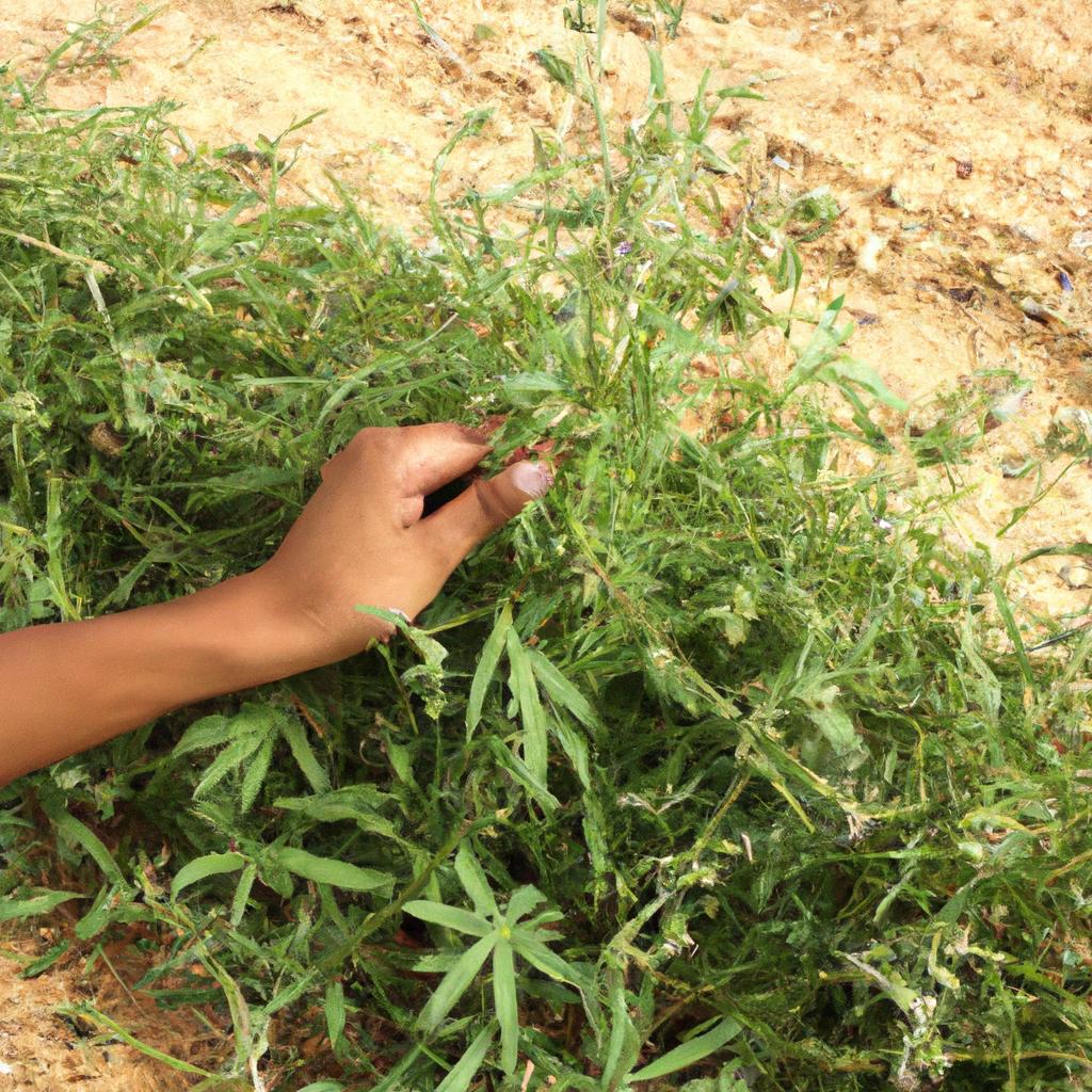 Person using natural weed control