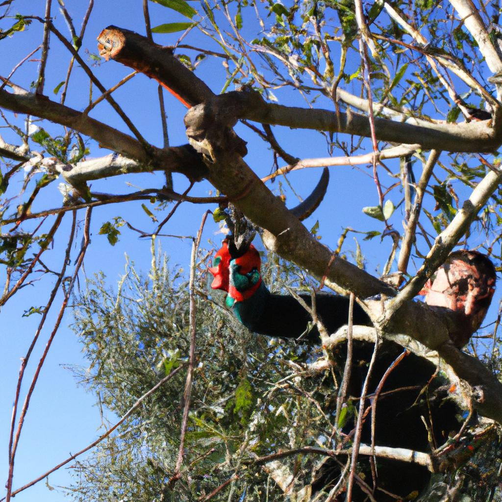 Person pruning a tree branch