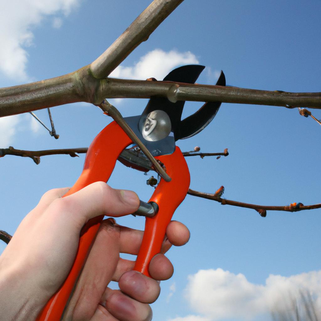 Person pruning tree with shears