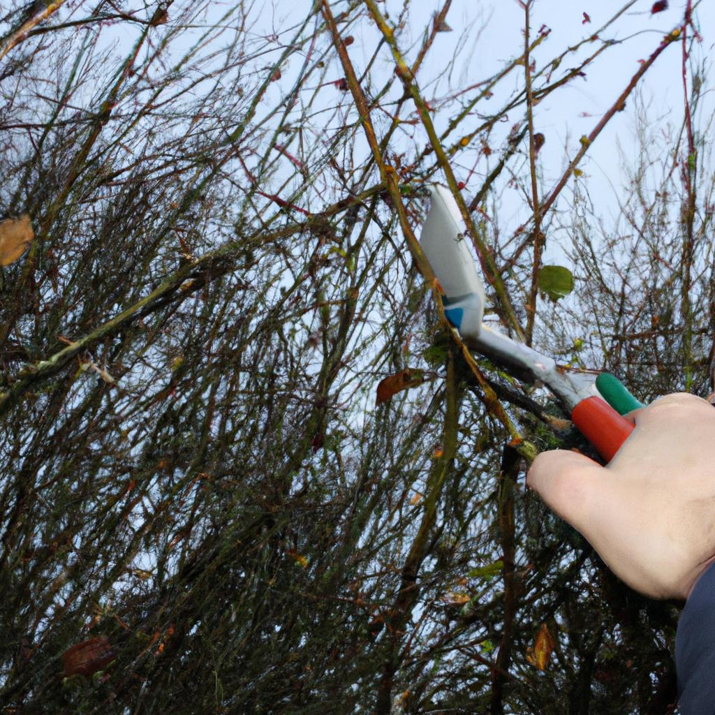 Person pruning overgrown tree branches